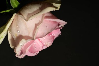 siyah arka plan üzerine izole güzel pembe Gül