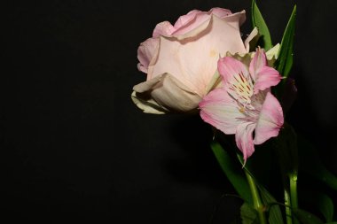 Güzel pembe çiçekler, siyah arka planda gül, yakın görünüm