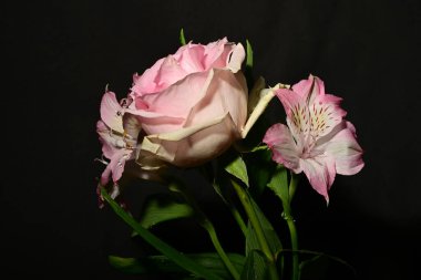 Güzel pembe çiçekler, siyah arka planda gül, yakın görünüm