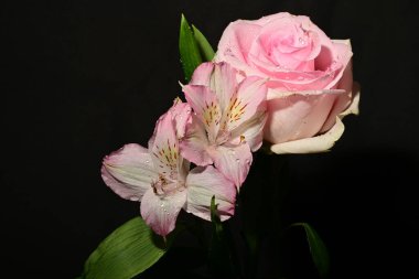 Güzel pembe çiçekler, siyah arka planda gül, yakın görünüm