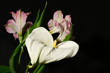 Siyah arka planda güzel pembe ve beyaz çiçekler