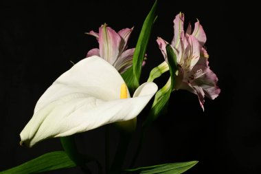 Siyah arka planda güzel pembe ve beyaz çiçekler