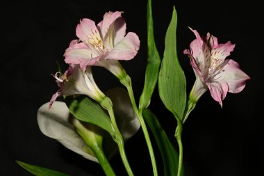 Siyah arka planda güzel pembe ve beyaz çiçekler