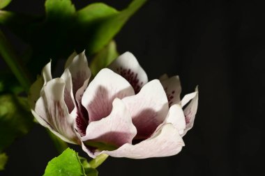 Helleborus siyah arka planda beyaz benekli kadın çiçeği