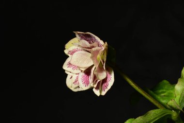 Helleborus siyah arka planda beyaz benekli kadın çiçeği