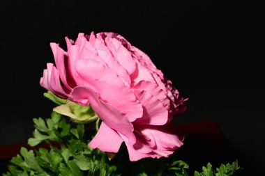 Siyah arkaplanda pembe gül çiçeği