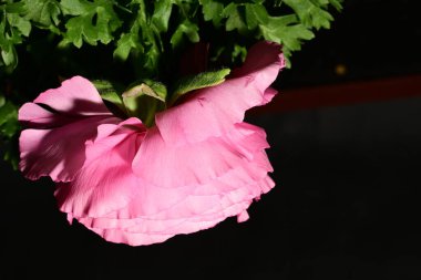 Siyah arkaplanda pembe gül çiçeği