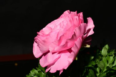 Siyah arkaplanda pembe gül çiçeği