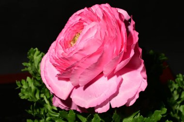 Siyah arkaplanda pembe gül çiçeği