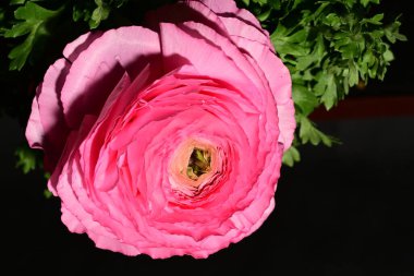 Siyah arkaplanda pembe gül çiçeği