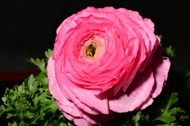 Siyah arkaplanda pembe gül çiçeği