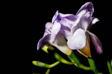 Karanlık arka planda güzel çiçekler. bahar konsepti.