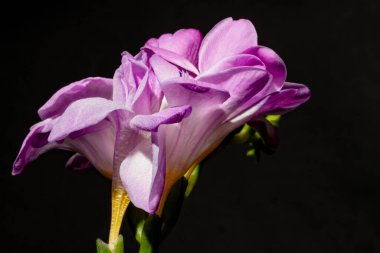Karanlık arka planda güzel çiçekler. bahar konsepti.