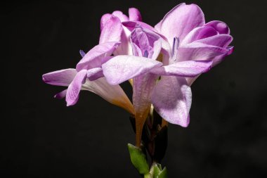 Karanlık arka planda güzel çiçekler. bahar konsepti.