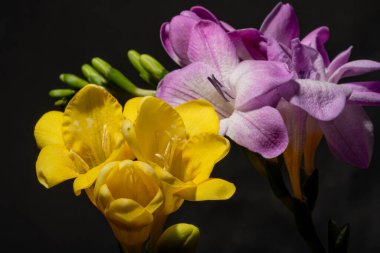 Karanlık arka planda güzel çiçekler. bahar konsepti.