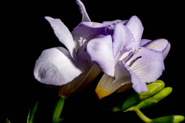 Karanlık arka planda güzel çiçekler. bahar konsepti.