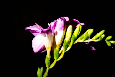 Karanlık arka planda güzel çiçekler. bahar konsepti.