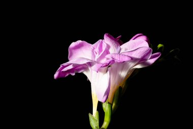 Karanlık arka planda güzel çiçekler. bahar konsepti.