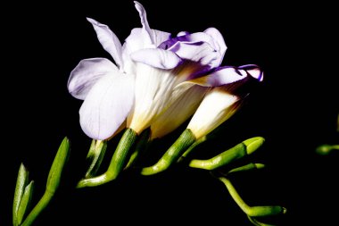 Karanlık arka planda güzel çiçekler. bahar konsepti.