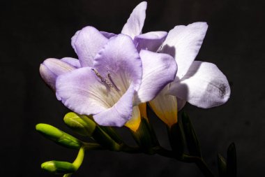 Karanlık arka planda güzel çiçekler. bahar konsepti.