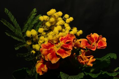 Karanlık arka planda güzel çiçekler. bahar konsepti.