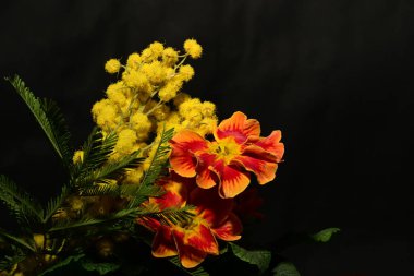 Karanlık arka planda güzel çiçekler. bahar konsepti.