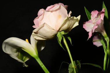 Karanlık arka planda güzel çiçekler. bahar konsepti.