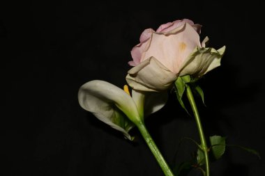 Karanlık arka planda güzel çiçekler. bahar konsepti.