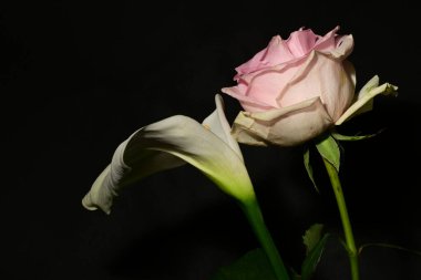 Karanlık arka planda güzel çiçekler. bahar konsepti.