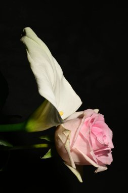 Karanlık arka planda güzel çiçekler. bahar konsepti.