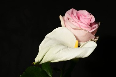 Karanlık arka planda güzel çiçekler. bahar konsepti.