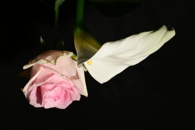 Karanlık arka planda güzel çiçekler. bahar konsepti.