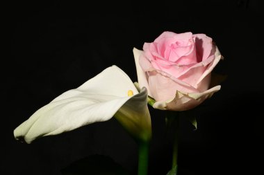 Karanlık arka planda güzel çiçekler. bahar konsepti.