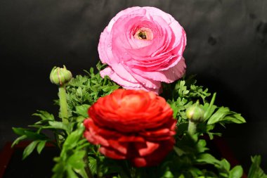 Karanlık arka planda güzel çiçekler. bahar konsepti.