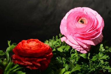 Karanlık arka planda güzel çiçekler. bahar konsepti.