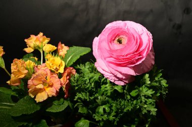 Karanlık arka planda güzel çiçekler. bahar konsepti.