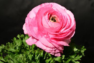 Karanlık arka planda güzel bir çiçek. bahar konsepti.