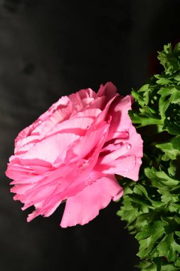 Karanlık arka planda güzel bir çiçek. bahar konsepti.