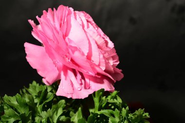 Karanlık arka planda güzel bir çiçek. bahar konsepti.