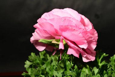 Karanlık arka planda güzel bir çiçek. bahar konsepti.