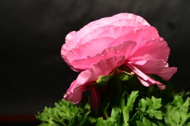 Karanlık arka planda güzel bir çiçek. bahar konsepti.