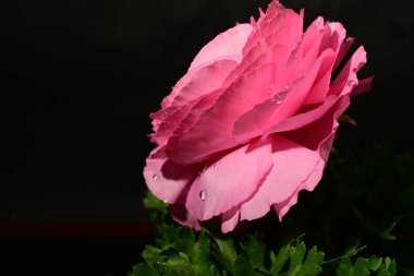 Karanlık arka planda güzel bir çiçek. bahar konsepti.