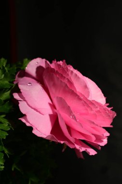 Karanlık arka planda güzel bir çiçek. bahar konsepti.