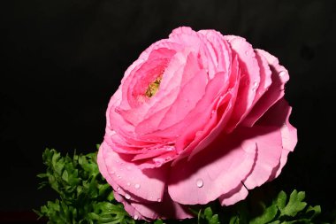 Karanlık arka planda güzel bir çiçek. bahar konsepti.