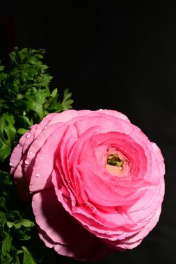 Karanlık arka planda güzel bir çiçek. bahar konsepti.