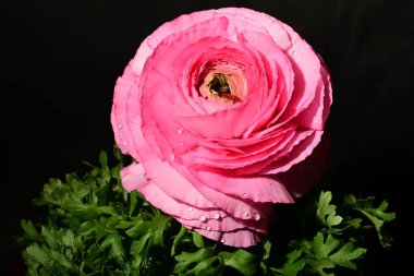 Karanlık arka planda güzel bir çiçek. bahar konsepti.