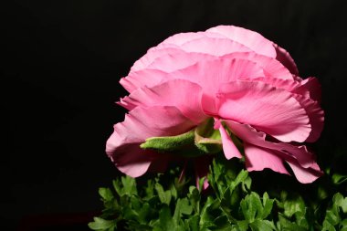 Karanlık arka planda güzel bir çiçek. bahar konsepti.