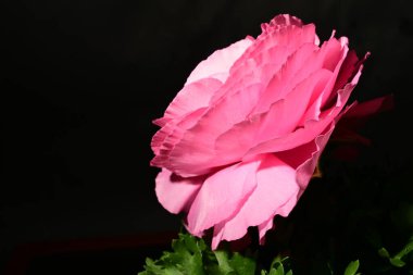 Karanlık arka planda güzel bir çiçek. bahar konsepti.