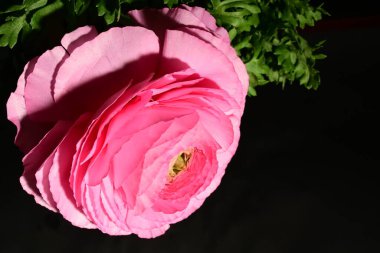 Karanlık arka planda güzel bir çiçek. bahar konsepti.