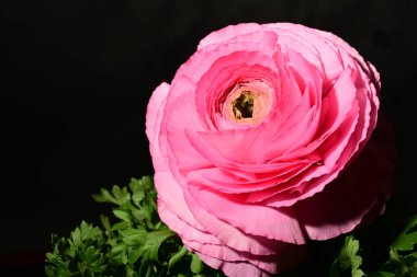 Karanlık arka planda güzel bir çiçek. bahar konsepti.